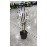 Hibiscus syriacus Ardenï¿½s