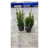 Buxus wintergreen (2)