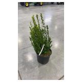 Buxus wintergreen