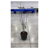 Hibiscus syriacus Ardenï¿½s