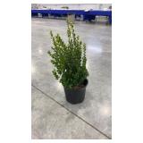 Buxus wintergreen