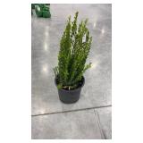 Buxus wintergreen