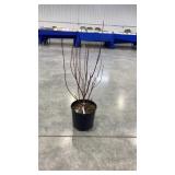 Redtwig dogwood