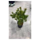Eastern white pine