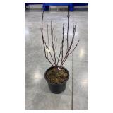 Redtwig dogwood