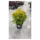 Vintage Gold Cypress