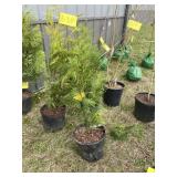 Green giant arborvitae