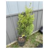 Green giant arborvitae