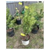 Green giant arborvitae