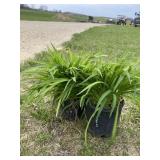 (2) Stella D Oï¿½ro Daylily