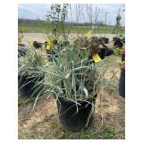 Blue Dune ornamental grass