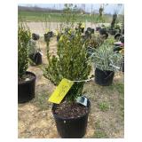 Korean boxwood