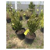 (2) Korean boxwood