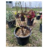 Redtwig Dogwood