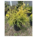 Cypress Lemon