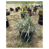 Blue Dune ornamental grass