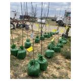 (2) honey crisp apple