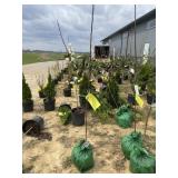 Yellow delicious apple