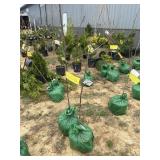 (2) Yellow delicious apple