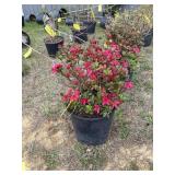 Hino crimson azalea