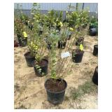 Japanese snowball viburnum