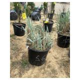 Blue Dune ornamental grass