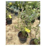 Japanese snowball viburnum