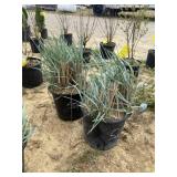 (2) Blue Dune ornamental grass