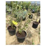 Japanese snowball viburnum