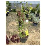 Japanese snowball viburnum