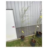 Weeping willow