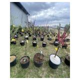 Weeping inaba shidare