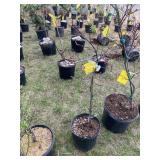 Weeping inaba shidare