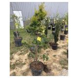 Golden Tpoiary Cypress