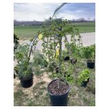 Snow fountain flowering cherry