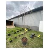 Pink weeping flowering cherry