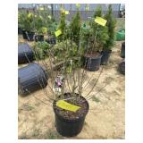 Ardenï¿½s purple double bloom Althea