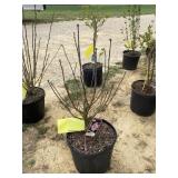 Aphrodite rose of sharon