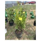 Green giant arborvitae