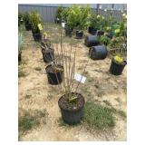 Ardenï¿½s purple double bloom Althea