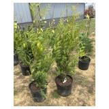 (2) Green giant arborvitae