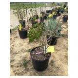 Aphrodite rose of Sharon