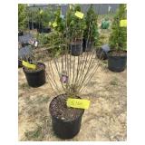 Ardenï¿½s purple double bloom Althea