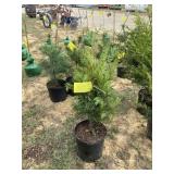 Green giant arborvitae