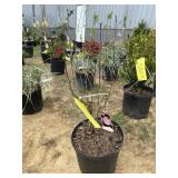 Aphrodite rose of Sharon