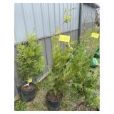 Green giant arborvitae