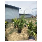 Green giant arborvitae