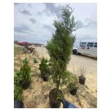 Green giant arborvitae