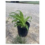 Little winecup Daylily