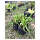 (2) Little winecup Daylily